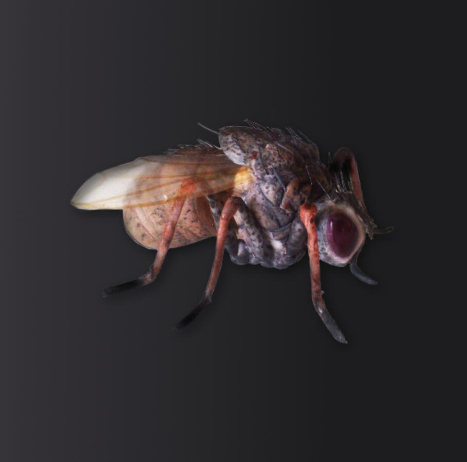 Fly - made of sugar - 4cm Fly - made of sugar - 4cm
