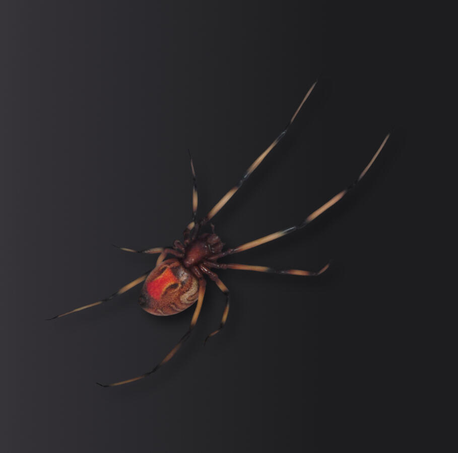 Brown Widow Spider - made of sugar. Brown Widow Spider - made of sugar.