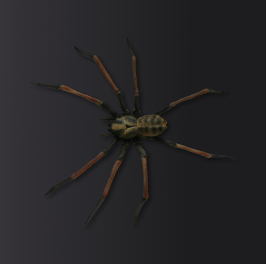 Tarantula - made of sugar Tarantula - made of sugar